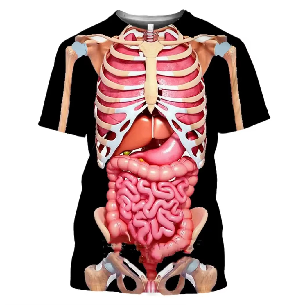 Male Skeleton Internal Organs  - 3D Printing Diagram review and price
