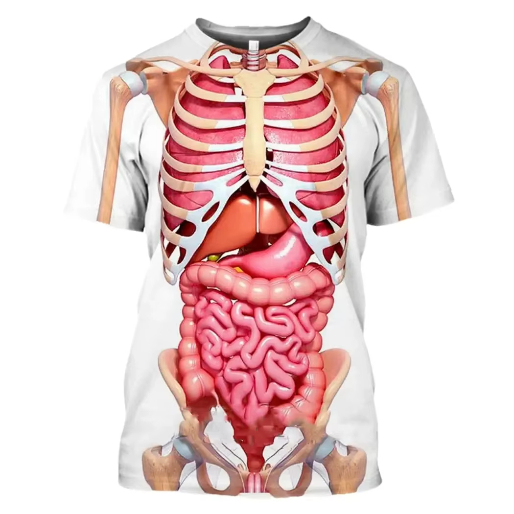Male Skeleton Internal Organs  - 3D Printing Diagram review and price